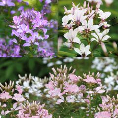 Collectie van 3 Cleome 'Senorita'