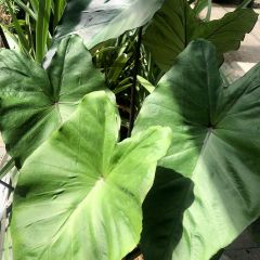 Colocasia esculenta var. fontanesii Black Stem - Olifantsoor