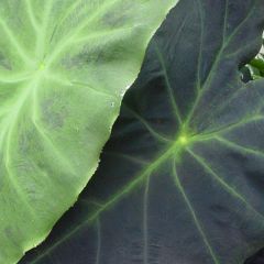 Colocasia Dragon Heart Giant - Olifantsoor