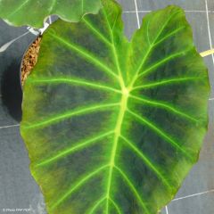 Colocasia Imperial Gigante - Olifantsoor