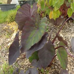 Colocasia Madeira - Olifantsoor