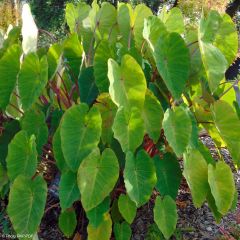 Colocasia Pink China - Olifantsoor