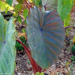 Colocasia Sangria - Olifantsoor