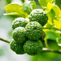 Kaffirlime - Citrus hystrix