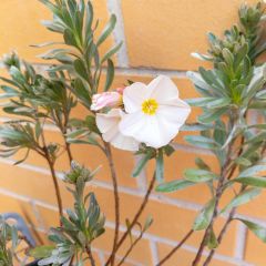 Convolvulus cneorum - Zilverwinde