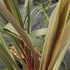 Cordyline australis Sundance - Koolpalm
