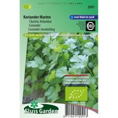 Koriander Marino BIO - Coriandrum sativum