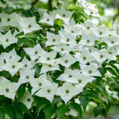 Cornus kousa Milky Way - Japanse kornoelje