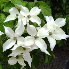 Cornus kousa Weisse Fontaine - Japanse kornoelje