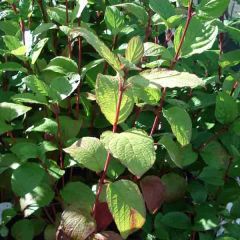 Cornus alba Kesselringii - Witte kornoelje