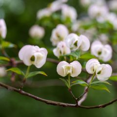 Cornus florida Cloud Nine - Amerikaanse kornoelje