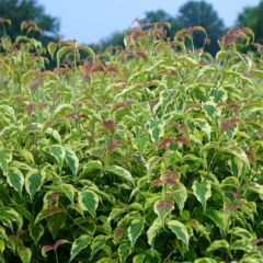 Cornus florida Firebird - Amerikaanse kornoelje
