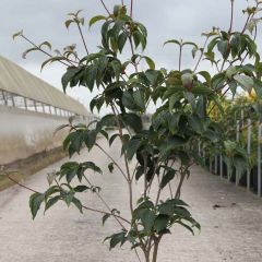 Japanse kornoelje Copacabana - Cornus kousa