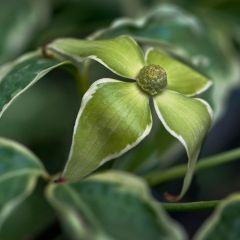 Cornus kousa Samaritan - Japanse kornoelje