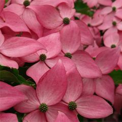 Cornus kousa Scarlet Fire - Japanse kornoelje