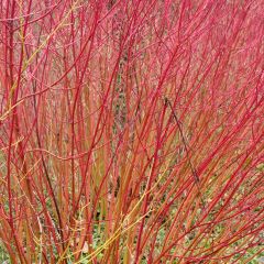 Cornus sanguinea Mid Winter Fire - Rode kornoelje