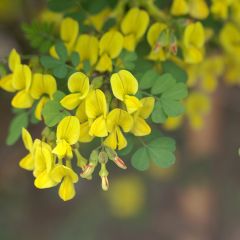 Hippocrepis emerus - Gele hoefijzerbloem