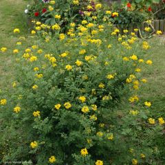 Coronilla valentina glauca Selection - Kroonkruid