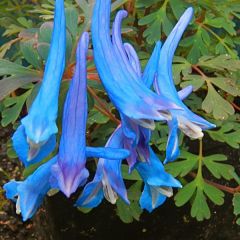 Corydalis flexuosa - Helmbloem