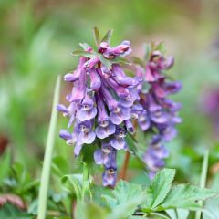 Corydalis solida - Vingerhelmbloem