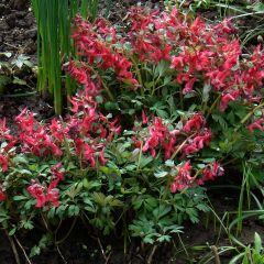 Corydalis solida Firebird - Vingerhelmbloem