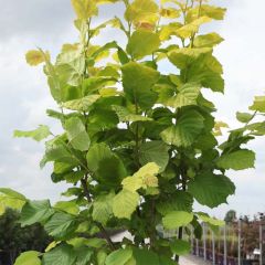 Corylus avellana Aurea - Hazelaar