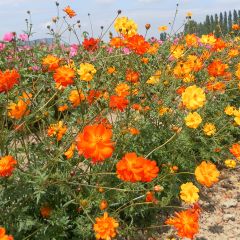 Cosmos sulphureus Polidor (zaad) - Oranje cosmea