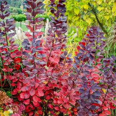 Cotinus Grace - Pruikenboom