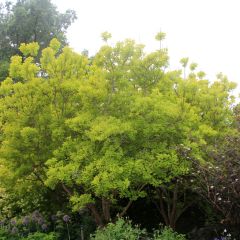 Cotinus coggygria Golden Spirit - Pruikenboom