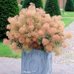 Cotinus coggygria Young Lady - Pruikenboom