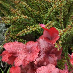 Cotoneaster adpressus Little Gem - Dwergmispel