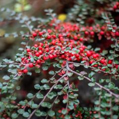 Cotoneaster horizontalis - Vlakke dwergmispel