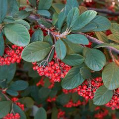 Cotoneaster lacteus - Dwergmispel
