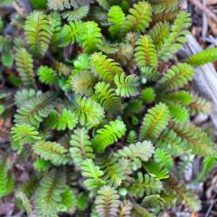 Leptinella squalida - Koperknoopje