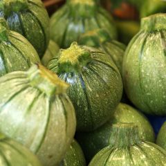 Courgette Ronde de Nice - Vilmorin