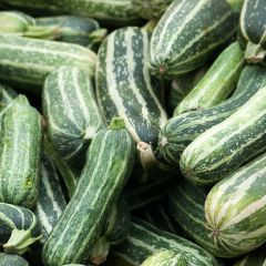 Courgette D'Italie - Vilmorin