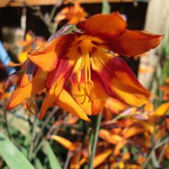 Crocosmia crocosmiflora Emily McKenzie - Montbretia