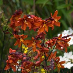 Crocosmia crocosmiiflora Dusky Maiden - Montbretia
