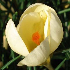 Crocus chrysanthus Cream Beauty - Sneeuwkrokus