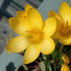 Crocus ancyrensis - Ankara-krokus