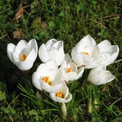 Crocus chrysanthus Snowbunting - Sneeuwkrokus