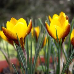 Crocus chrysanthus Zwanenburg Bronze - Sneeuwkrokus