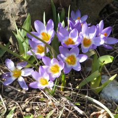 Crocus sieberi Tricolor - Sieber-krokus