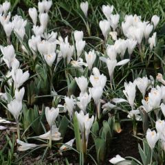 Crocus Mammouth Jeanne d'Arc - Hollandse krokus