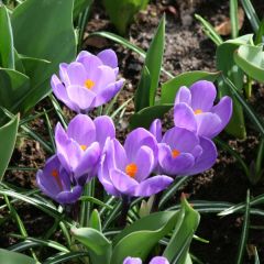 Crocus Mammouth Remembrance - Hollandse krokus