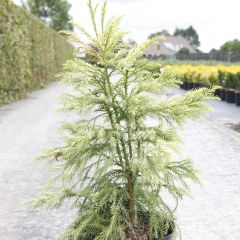 Cryptomeria japonica Sekkan Sugi - Japanse cipres
