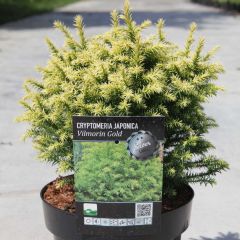 Cryptomeria japonica Vilmorin Gold - Japanse cipres