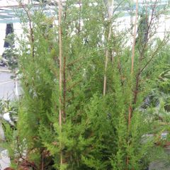 Cupressus macrocarpa - Montereycipres