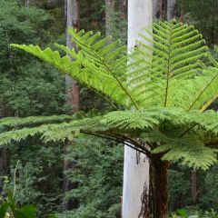 Cyathea cooperi - Australische boomvaren