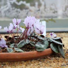 Cyclamen cilicium Roze - Cyclaam